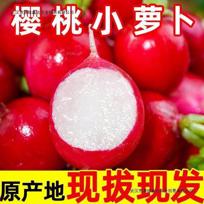 新鲜樱桃萝卜红丁当季水果小红萝卜红丁甜脆青潍坊胡萝卜蔬菜包邮,水产肉类/新鲜蔬果/熟食,脱水蔬菜,淘宝优惠券,粉丝福利购,淘宝优惠卷