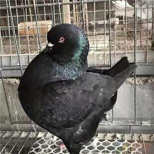 巨型元宝鸽子活体一对超大体观赏鸽子公斤肉鸽种鸽包下蛋一对包邮
