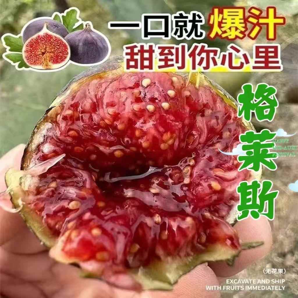 格莱斯无花果苗糖心水蜜桃无花果树苗盆栽地栽种植当年结果果树苗