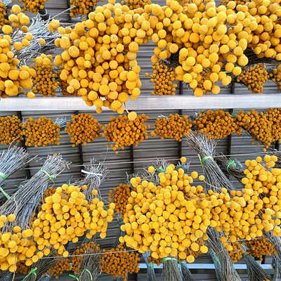 天然黄金球真花端午节艾草花束干花装饰ins风摆设花艺插花配材