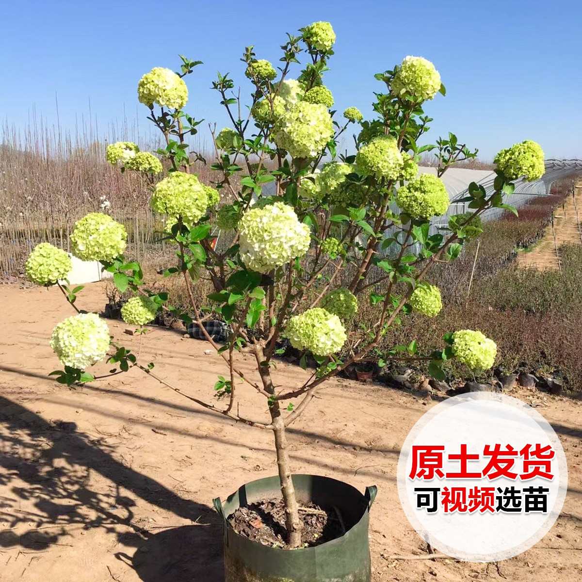 中华木绣球木本绣球树苗大花斗球别墅阳台庭院盆栽花卉耐寒风景树