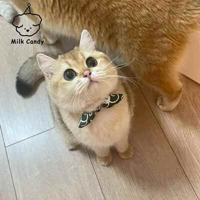 狗狗猫咪项圈绿色唐草纹围脖适用大型犬猫柴犬和风领结铃铛款招财