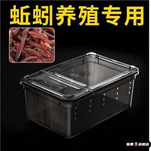 装蚯蚓盒子养殖饲养盒亚克力透明爬虫爬宠箱子高透明透气钓鱼便携