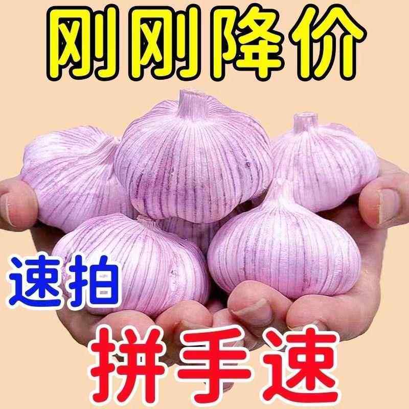 【超低价】金乡大蒜新鲜干大蒜头装蒜籽2024当季蔬菜紫皮特大