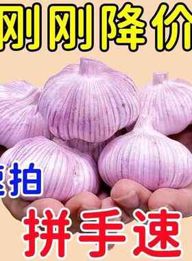【超低价】金乡大蒜新鲜干大蒜头装蒜籽2024当季蔬菜紫皮特大