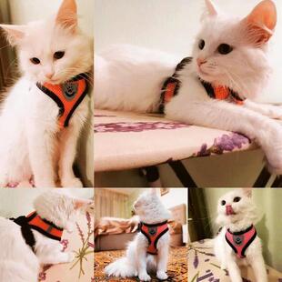 Harness Lead Leash Summer Vest Dog Adjustable Polyester Cat