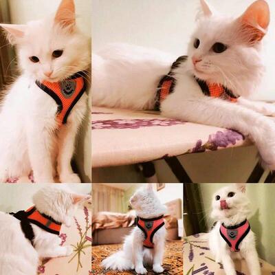 Summer Cat Dog Harness Lead Leash Adjustable Vest Polyester