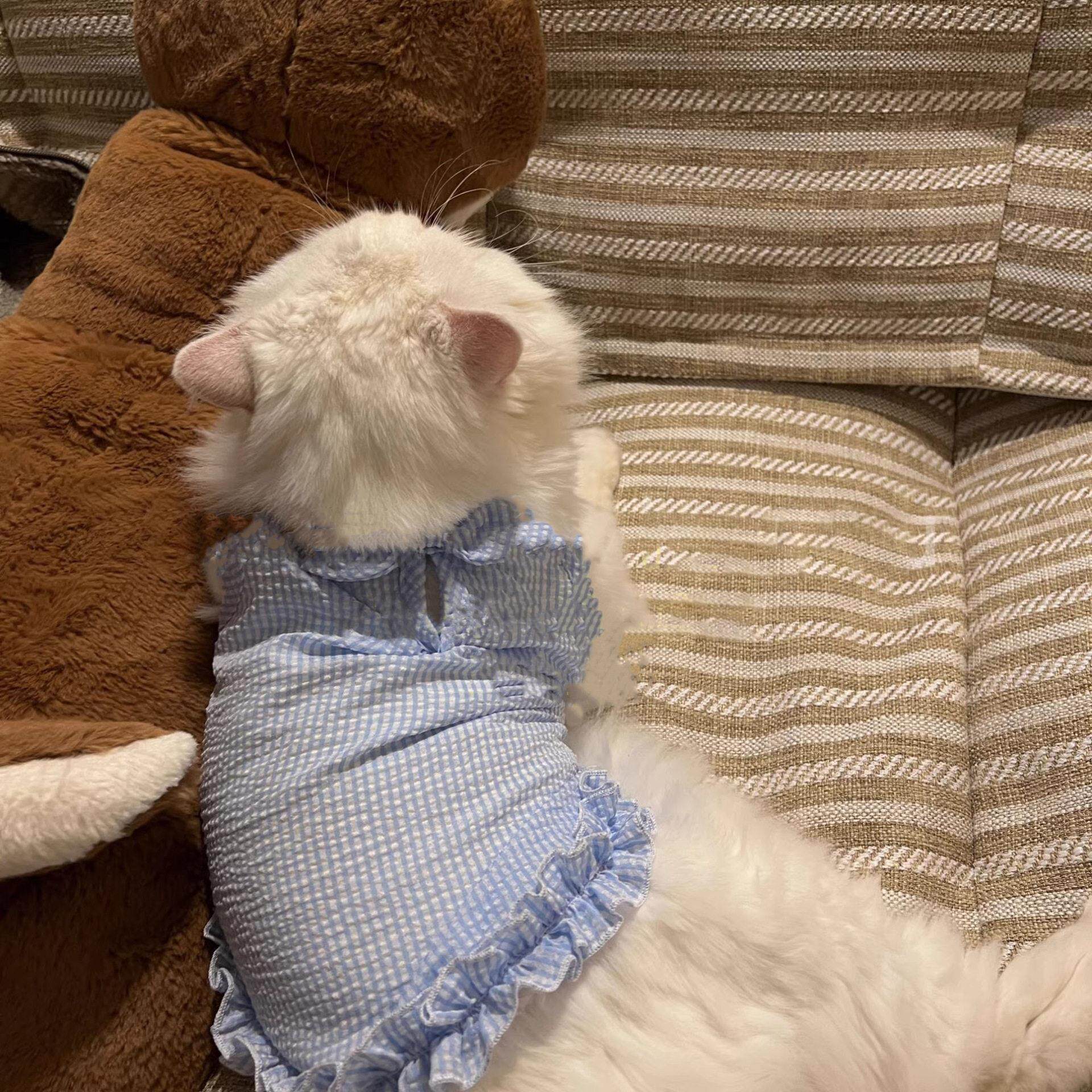 宠物猫咪狗狗衣服夏季薄款透气防掉毛布偶猫银渐层幼猫背心吊带裙