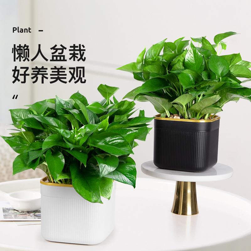 绿萝盆栽办公室内桌面植物花卉绿植水培大叶绿箩新房家用吸除甲醛图片