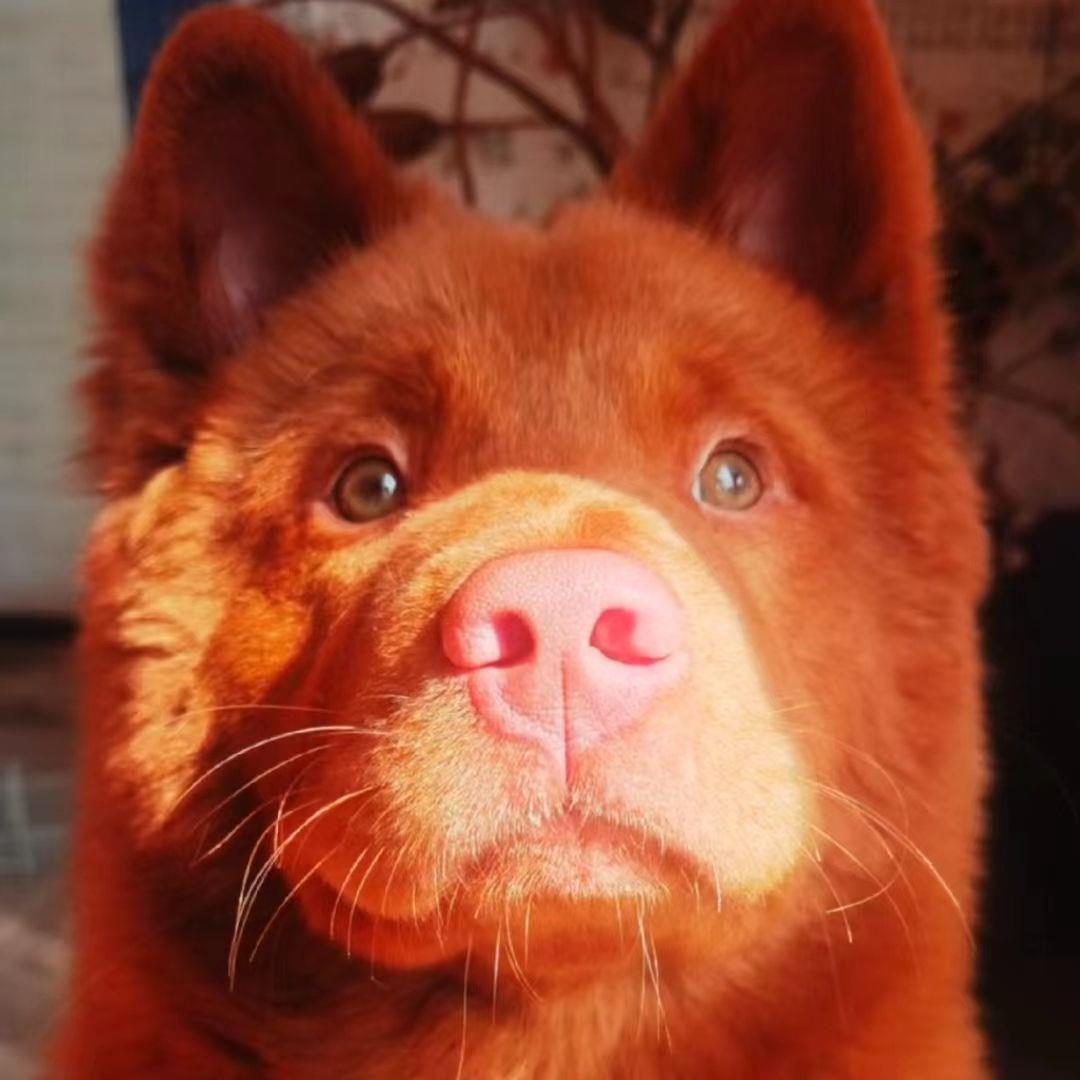 潮汕五红犬狗崽精品虎斑红色土狗土猎犬中华田园犬五红犬打猎狗狗