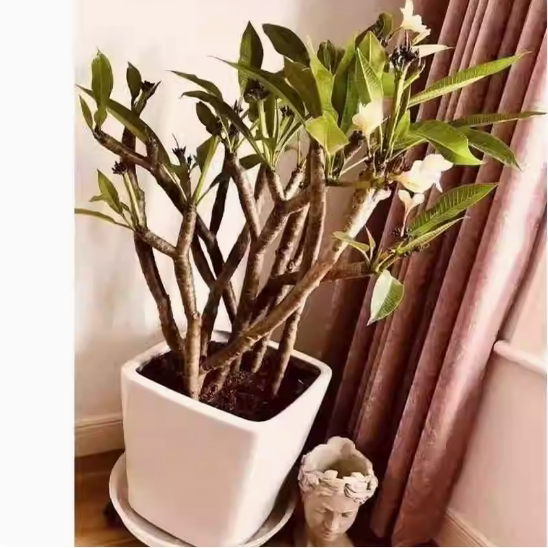 鸡蛋花盆栽树苗红黄多色好养鸡蛋花树苗珍贵绿植开花香包成活