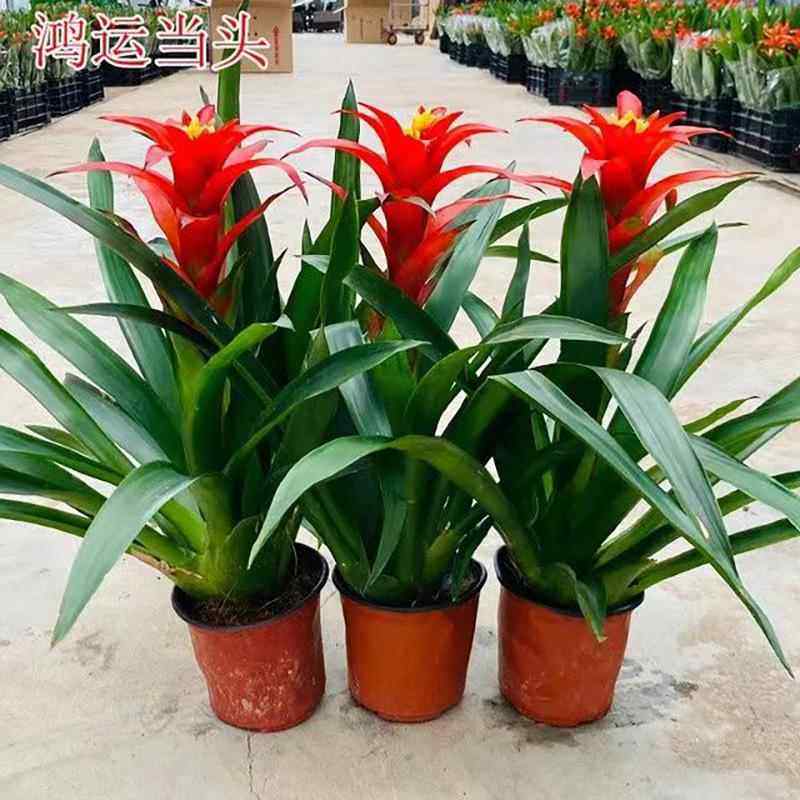 鸿运当头盆栽带花室内客厅办公室大植物红星凤梨开业送礼花卉绿植,鲜花速递/花卉仿真/绿植园艺,时令草本花卉,淘宝优惠券,粉丝福利购,淘宝优惠卷