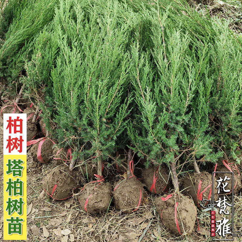 柏树苗松柏圆柏松树塔柏小树苗龙柏松侧柏树苗扁柏四季常青绿化苗