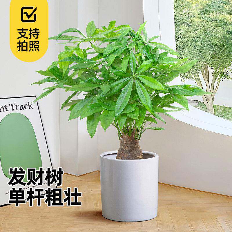 独杆发财树粗杆大树桩室内小盆栽客厅招财盆景办公室好养活绿植物