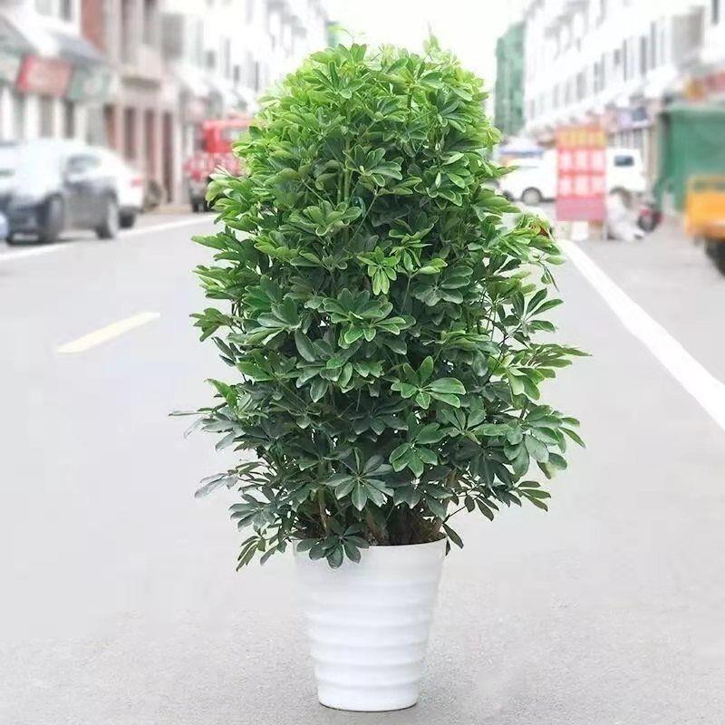 鸭脚木盆栽大客厅绿植阳台办公室七叶莲乔迁开业吸甲醛净化空气