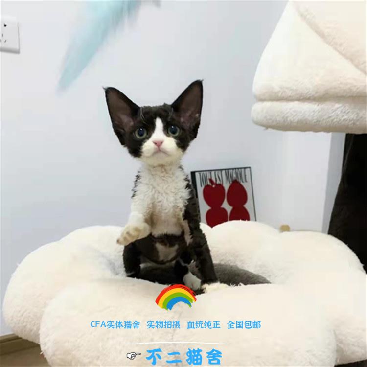 德文卷毛猫纯种幼猫黑白开脸虎斑纯白纯黑双血统短毛高智商不掉毛 宠物/宠物食品及用品 猫咪 原图主图