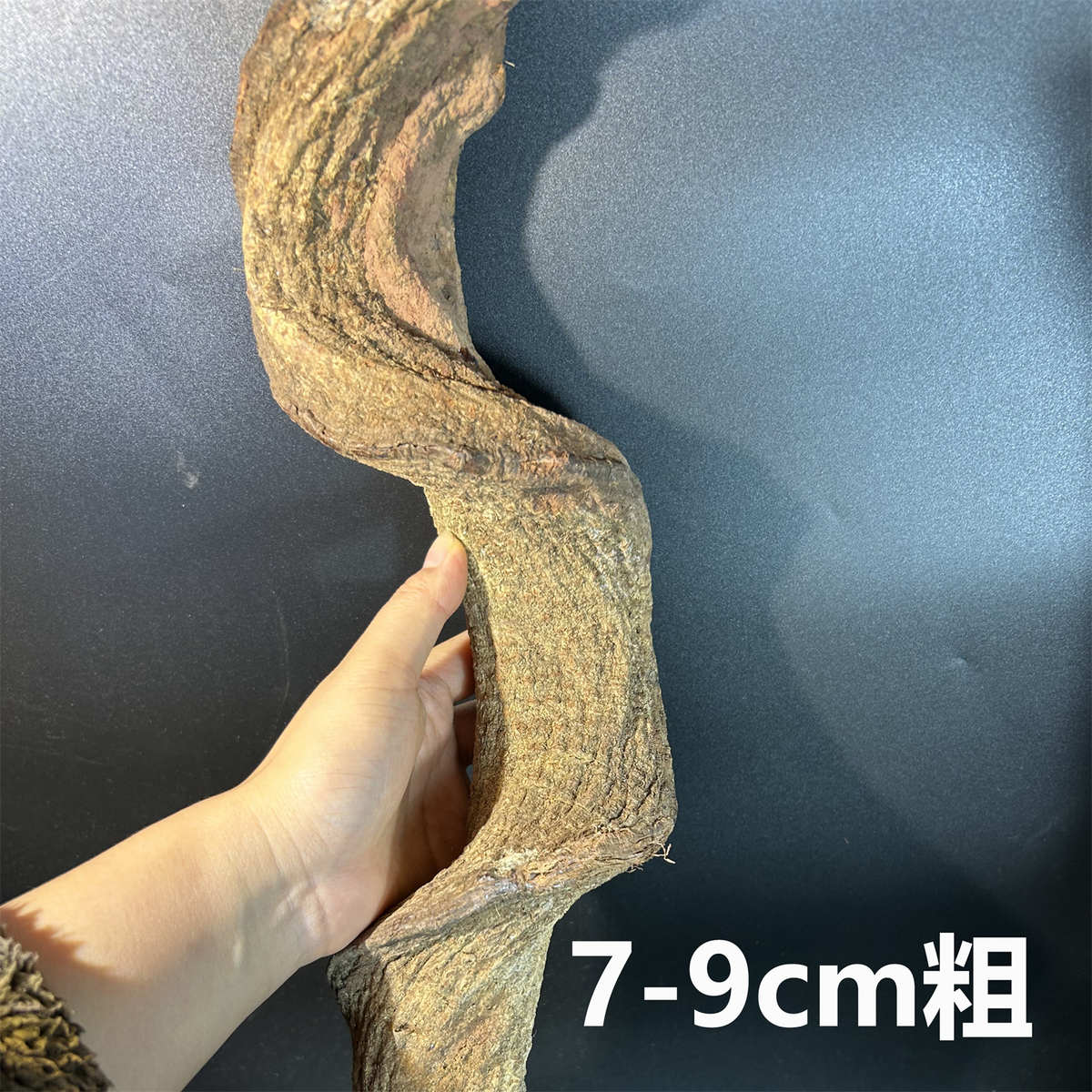 粗树藤寄居蟹爬宠攀爬木造景天然枯木爬虫雨林缸树蛙睫角过江龙藤