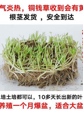 铜钱大叶个性创意盆栽铜钱草水培水养土培室内植物叶茂盛根系发达