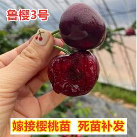 鲁樱三号樱桃树苗嫁接车厘子树苗南方北方庭院种植五号大樱桃树苖