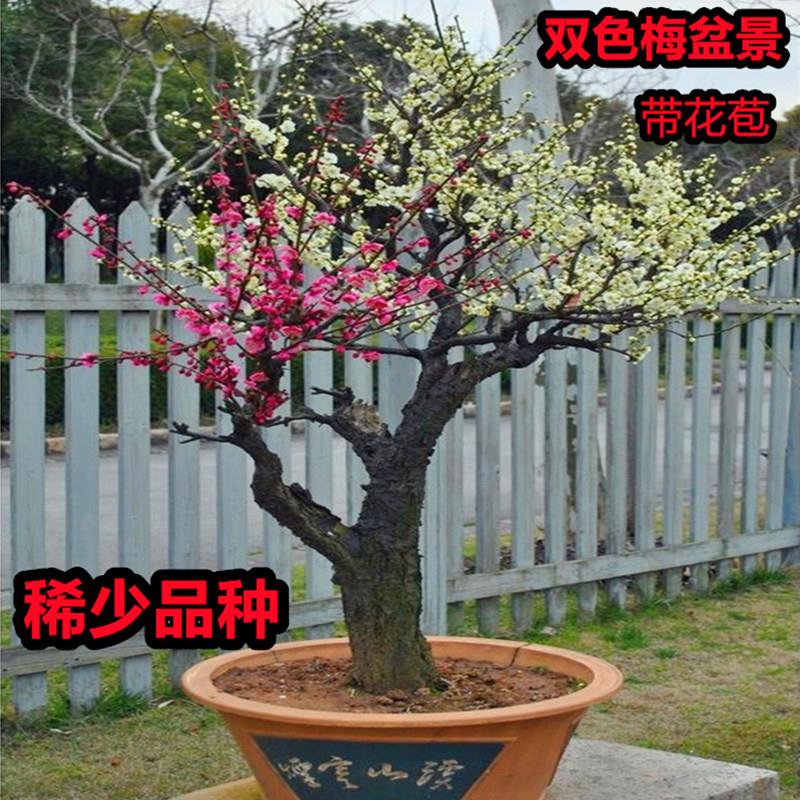 双色梅花盆栽双色梅盆景红梅朱砂梅盆景绿梅老桩室内外盆景花卉