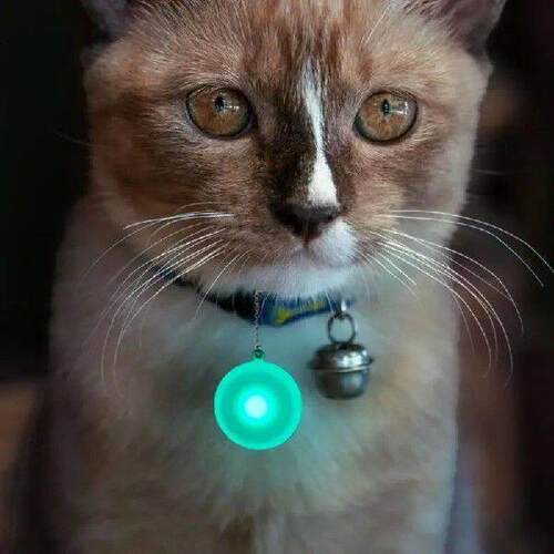 Dog Collar Light Glowing in the Dark Dog Tag Waterproof LED