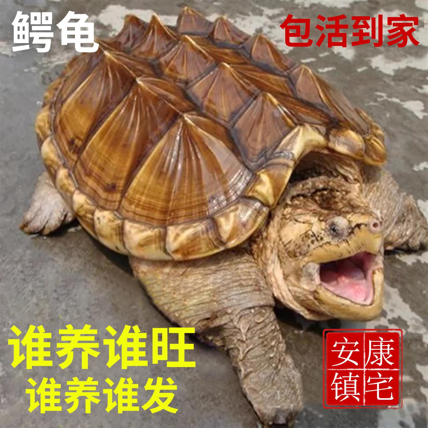 鳄龟苗活体鳄鱼龟纯佛佛鳄大杂佛刺鳄观赏幼苗可食用鳄龟图片