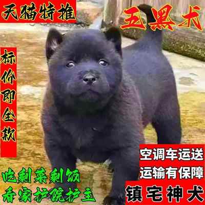 纯种五黑犬纯种中华田园犬潮汕五红五黑犬幼犬正宗中国唐狗五黑犬