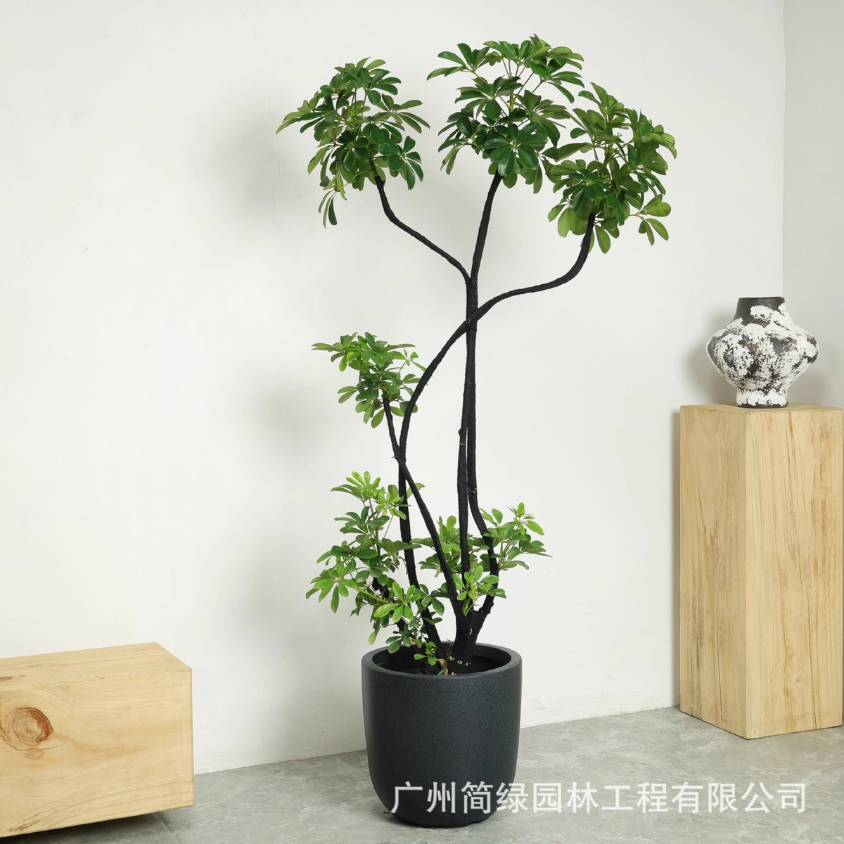 大口镁客厅泥家用大号孟加拉榕落地径木盆简约黑金刚花盆鸭脚北欧