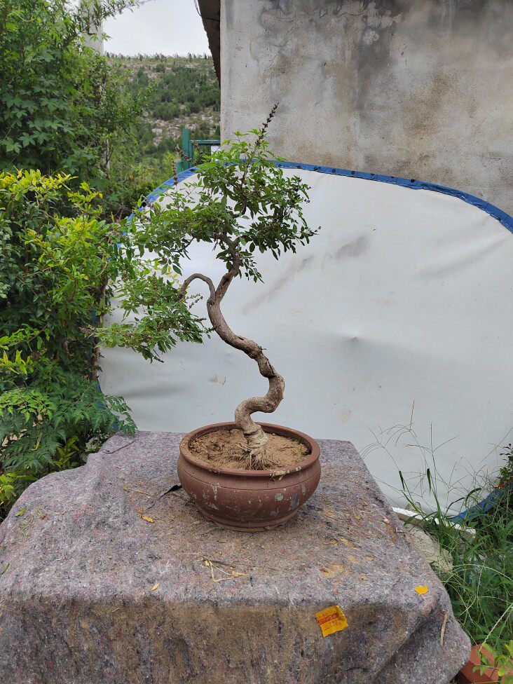 精品文人黄荆盆景庭院室内阳台绿植一物一拍