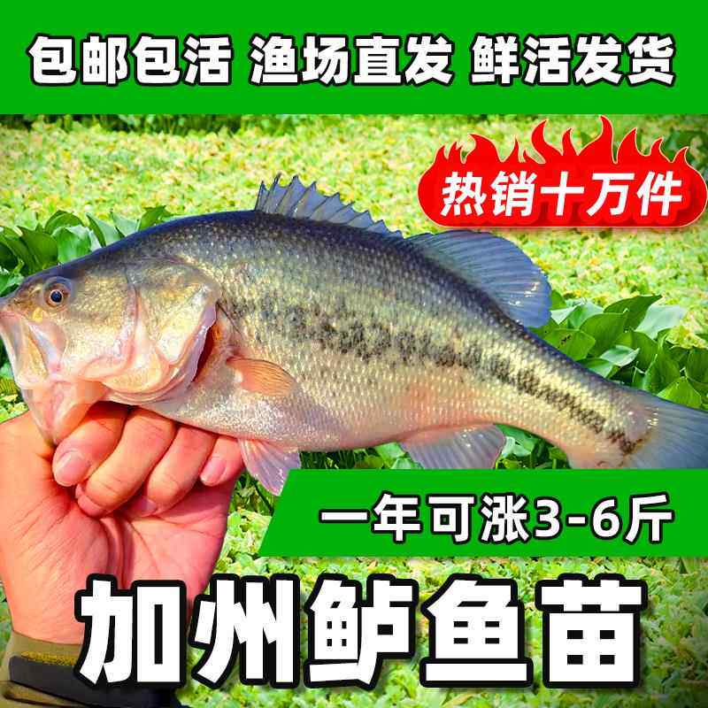 加州鲈鱼苗淡水大口鲈鱼苗活体养殖食用黑鱼草鱼桂花鱼苗活鱼苗