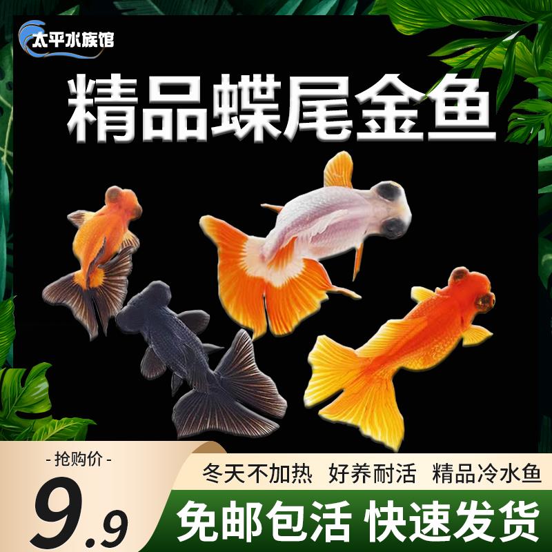 龙睛蝶尾金鱼冷水鱼小金鱼活鱼兰寿冷水观赏鱼鱼苗好养耐活淡水鱼