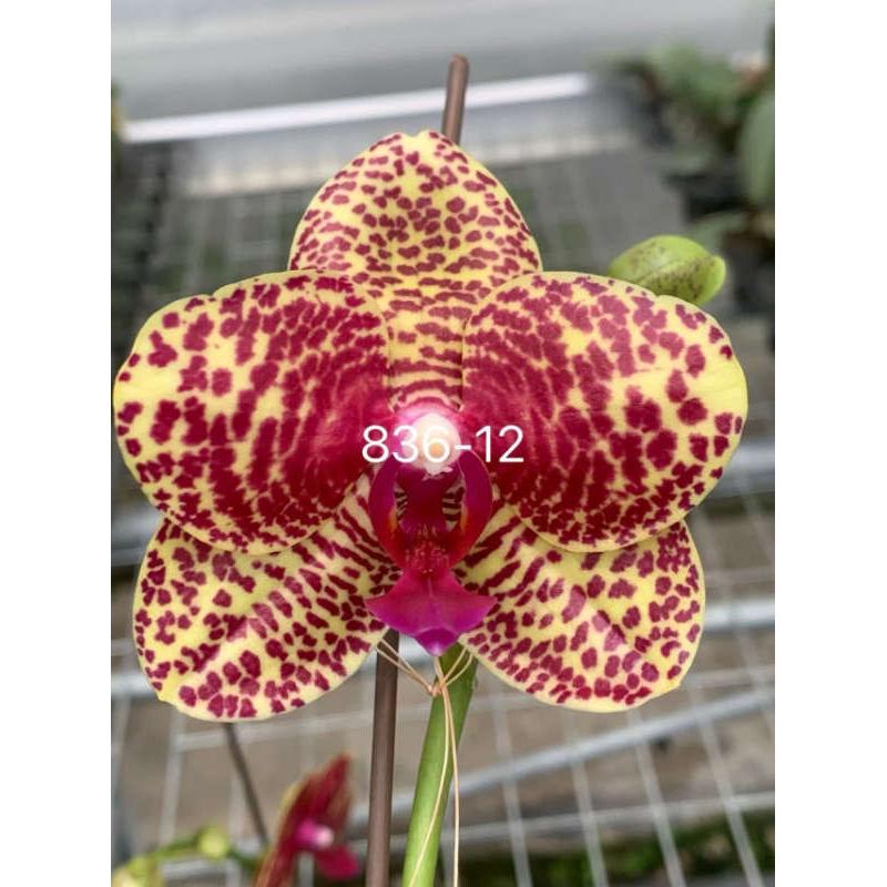 蝴蝶兰836-3实生苗2.8寸杯不带花剑