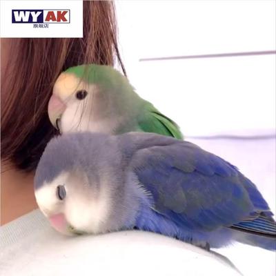 鹦鹉活鸟一公一母牡丹手养紫伊莎黄桃紫罗兰雏鸟宠物喂养虎皮小鸟