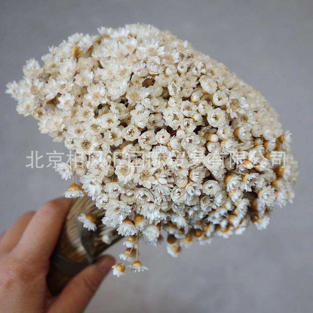 【小星花】进口干花干燥花小星菊小雏菊自然植物拍照道具