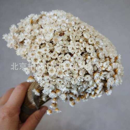 【小星花】进口干花干燥花小星菊小雏菊自然植物拍照道具