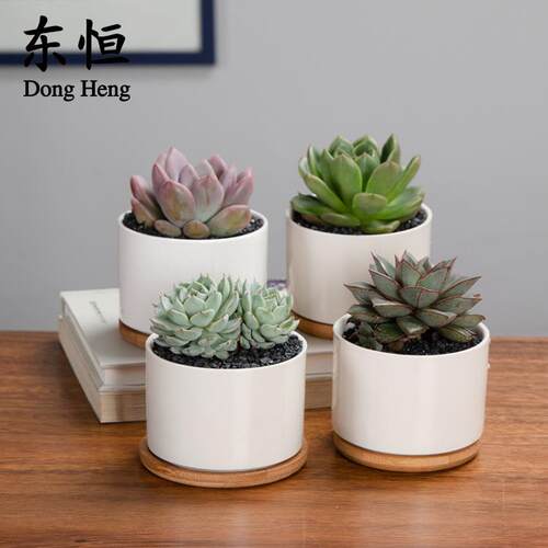 东恒 陶瓷中号3.5in简约白色创意迷你桌面矮直筒圆形组合多肉花盆