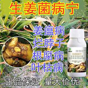 姜瘟净专用药大姜杀菌剂烂脖子病葱姜蒜菌净生姜专用肥生根叶面肥