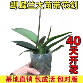 蝴蝶兰花苗带花带花苞，盆栽兰花大苗客厅室内植物花卉四季开趣味