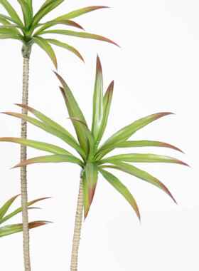 工厂植直销仿龙舌血兰龙树户RNQ外造景仿真绿盆栽装饰沙生植真物