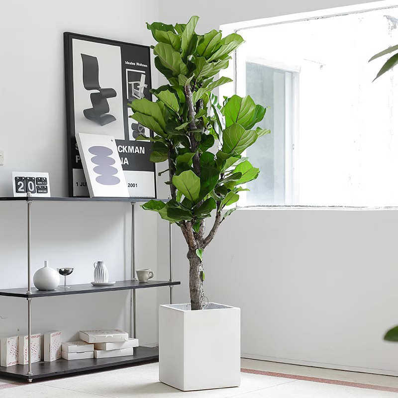 琴叶榕办公室花卉绿植盆景客厅旺宅室内盆栽大型植物易活四季好养,鲜花速递/花卉仿真/绿植园艺,仿真绿植,淘宝优惠券,粉丝福利购,淘宝优惠卷