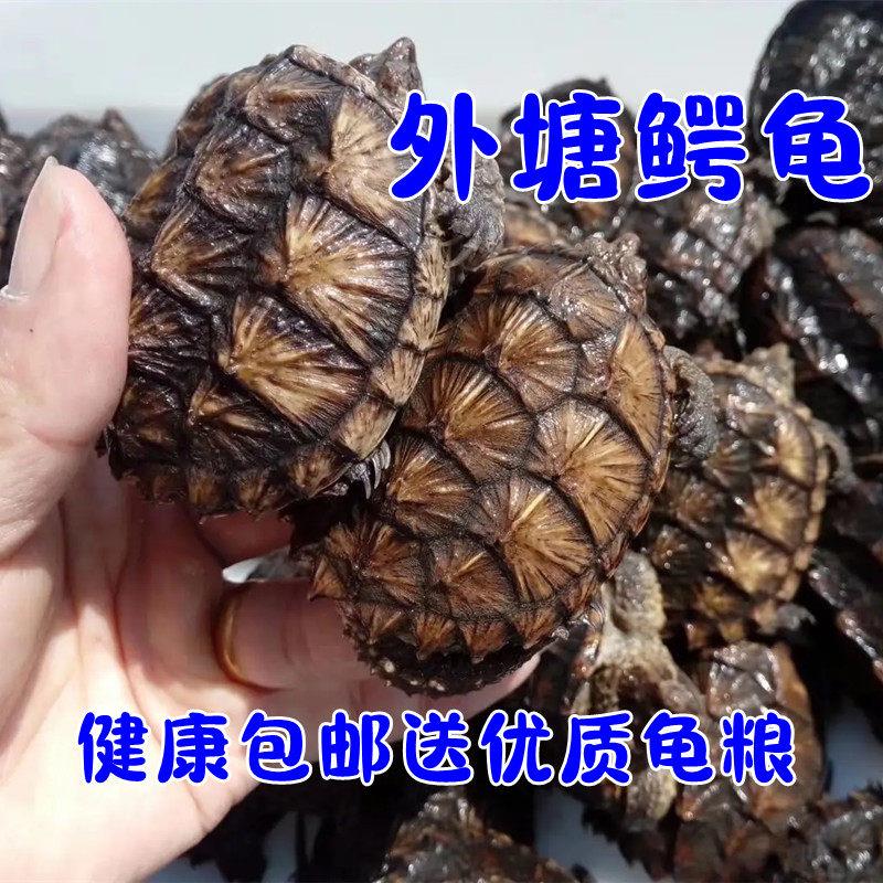 鳄龟活物外塘小鳄龟宠物龟凶猛龟观赏龟杂佛鳄龟北美鳄龟乌龟活体图片