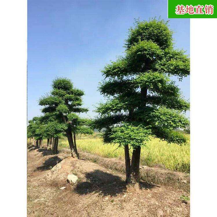 造型金叶女贞庭院绿化精品园林工程苗木乔木基地直销
