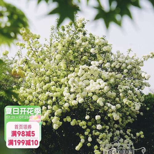 海蒂的花园 中华木绣球斗球欧洲木绣球树苗植物花卉盆栽绣球花苗