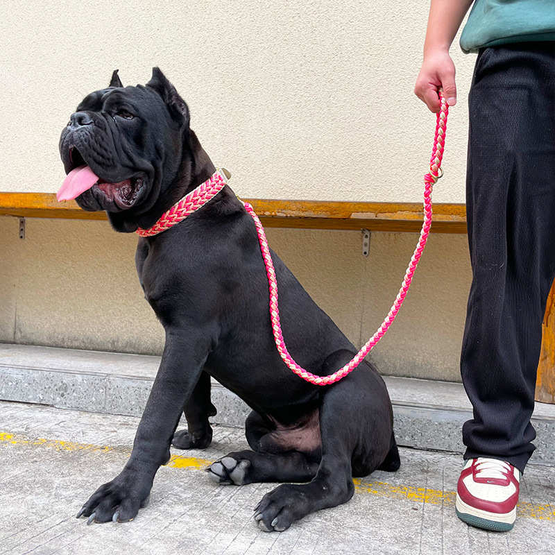 厂家批发新款遛狗绳纯手工编织狗颈圈宠物牵引绳项圈中大型犬