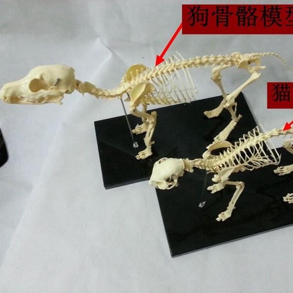 宠物骨科器械 狗骨骼标本模型 动物狗猫犬 教学骨架骨头 骨骼模型