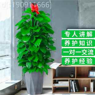 大型绿绿箩柱客厅落地盆栽绿植室内公萝室养RFX2569家植物开办业