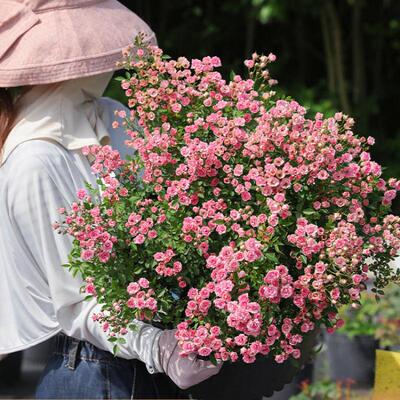 花卉盆栽微型月季花苗超微多头迷你阳台室外露台植物四季开花网红