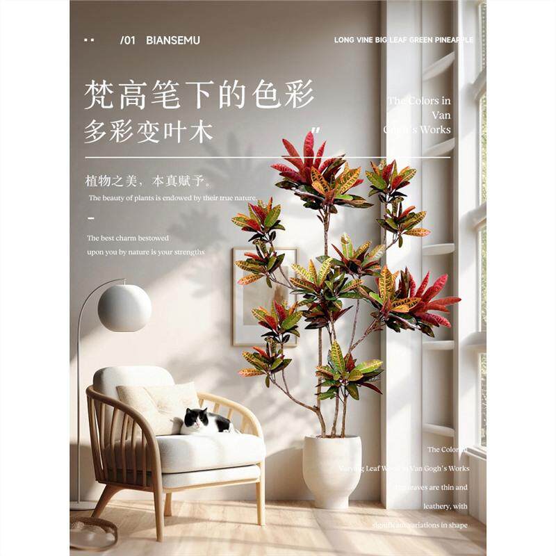 变叶木盆栽落地客厅绿植大型植物变色网红室内花卉办公室四季好养