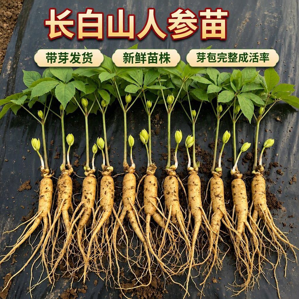 长白山人参活苗盆栽带土带盆