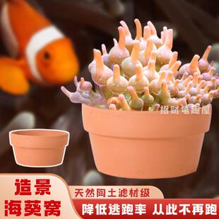 海葵窝奶嘴地毯杯防跑珊瑚陶土罐小丑鱼海鱼繁殖罐缸造景装饰固定